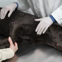 Eutanazja psa: Kiedy i jak to zrobić humanitarnie?