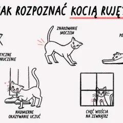 Ruja u kotki: co to, objawy, ile trwa i jak sobie radzić?
