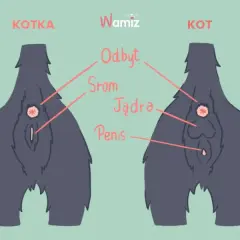 Jak odróżnić kota od kotki? Średnik czy dwukropek? Sprawdź łatwo!