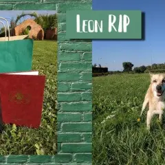 Kremacja psa: Ile kosztuje? Przewodnik krok po kroku