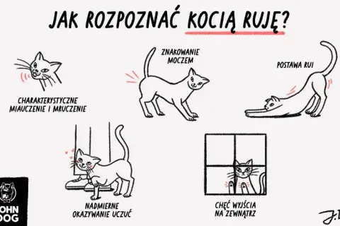 Ruja u kotki: co to, objawy, ile trwa i jak sobie radzić?