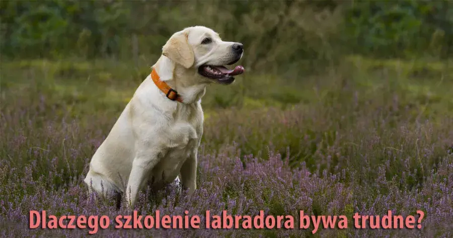 Tresura Labradora: Praktyczny Przewodnik Krok po Kroku