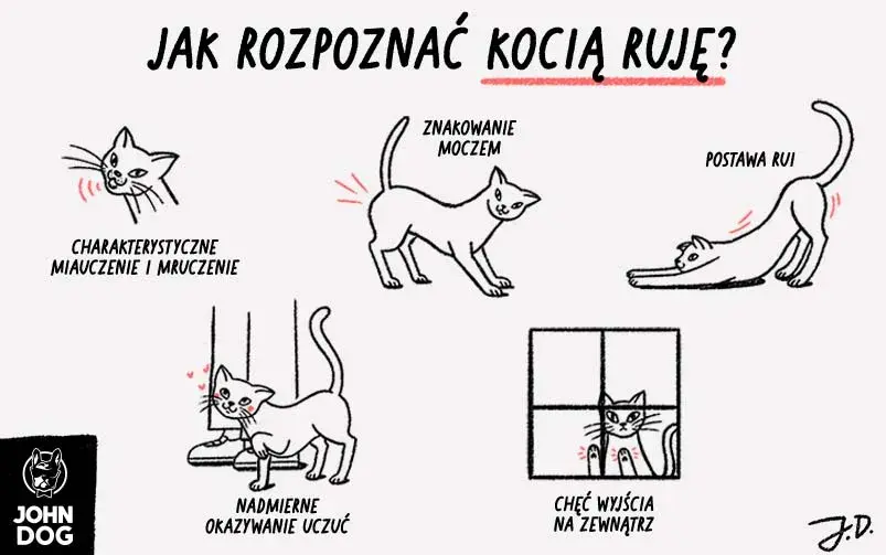 Ruja u kotki: co to, objawy, ile trwa i jak sobie radzić?
