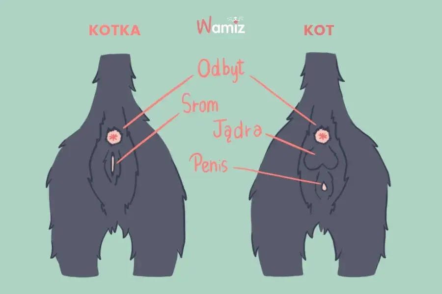 Jak odróżnić kota od kotki? Średnik czy dwukropek? Sprawdź łatwo!