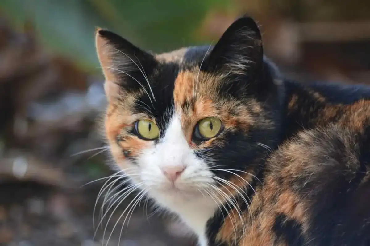 kot szylkretowy calico trójkolorowy