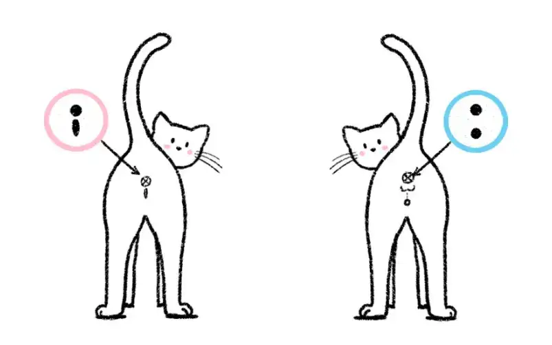 różnice w budowie anatomicznej kociąt samiec i samica infografika